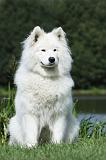 SAMOYEDE 012